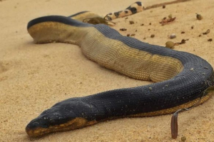 Do kalifornie beach vyskočila jedovatý mořský had